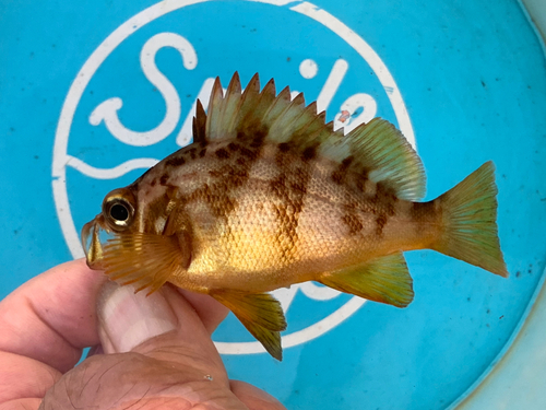 アカメバルの釣果