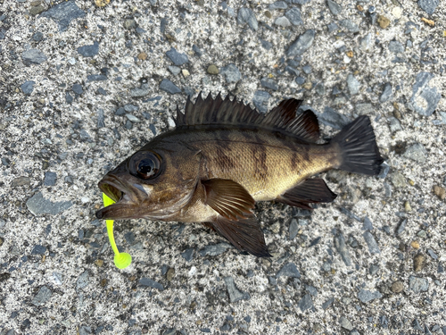 メバルの釣果