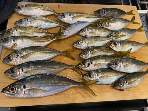 アジの釣果