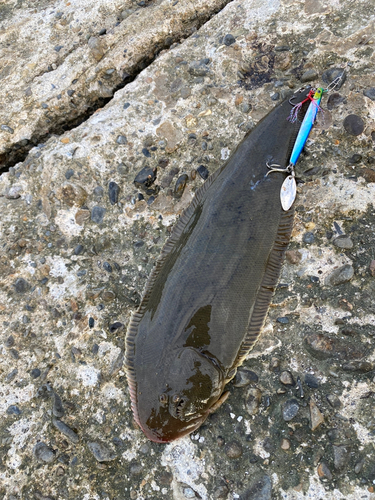 シタビラメの釣果