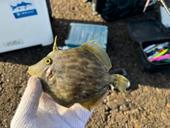 カワハギの釣果