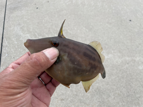 カワハギの釣果