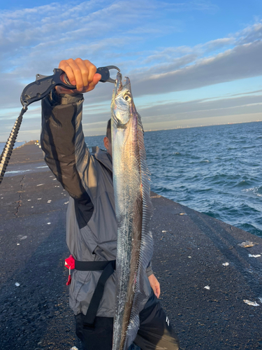 タチウオの釣果