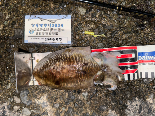 コウイカの釣果