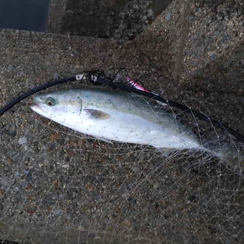 ハマチの釣果