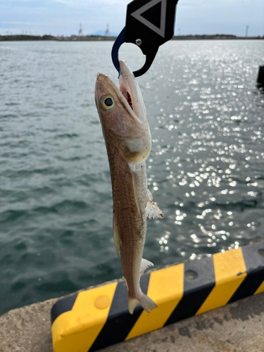 エソの釣果