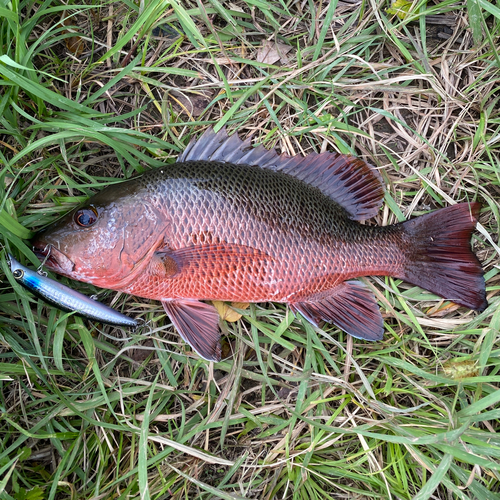 ティラピアの釣果