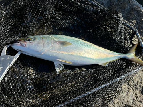 ハマチの釣果