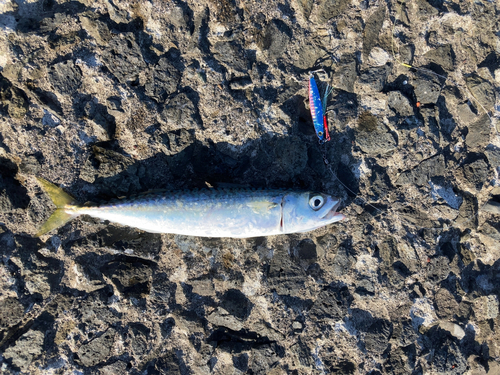 サバの釣果