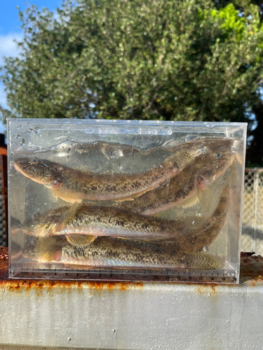 マハゼの釣果