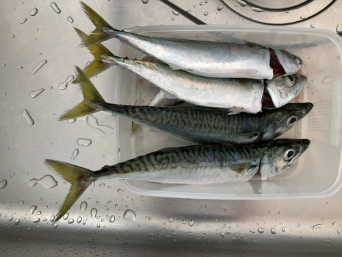 サバの釣果