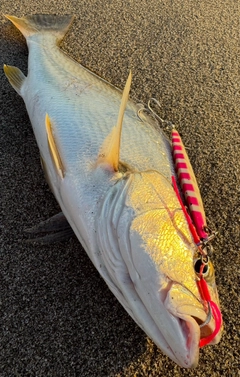 オオニベの釣果