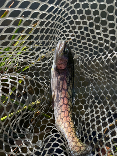 ニジマスの釣果