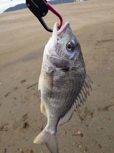 キビレの釣果