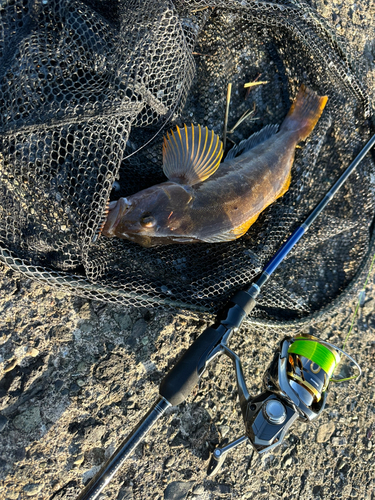 アブラコの釣果