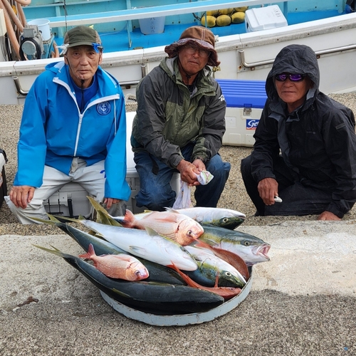 ブリの釣果