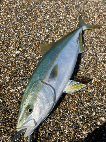 イナダの釣果