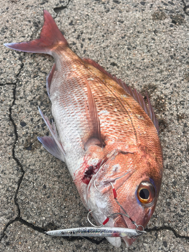 タイの釣果