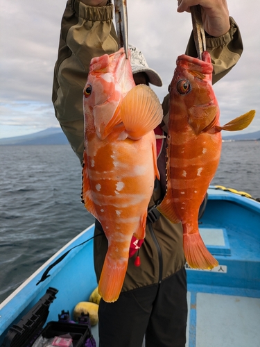 アカハタの釣果