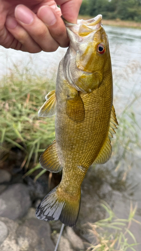 スモールマウスバスの釣果