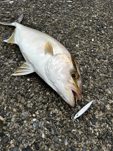 ショゴの釣果