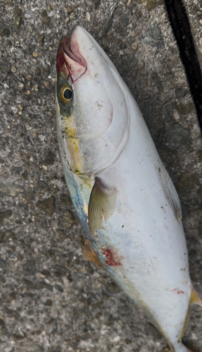 ハマチの釣果