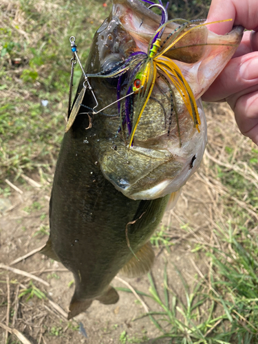 ラージマウスバスの釣果