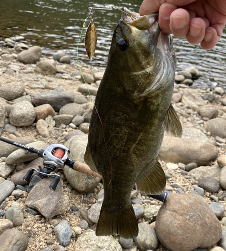 スモールマウスバスの釣果