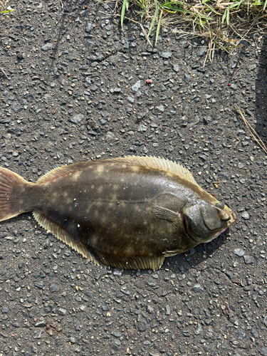 カレイの釣果