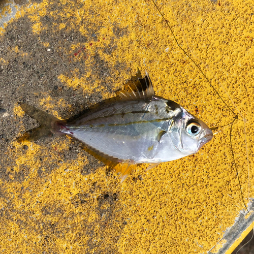 表浜名湖