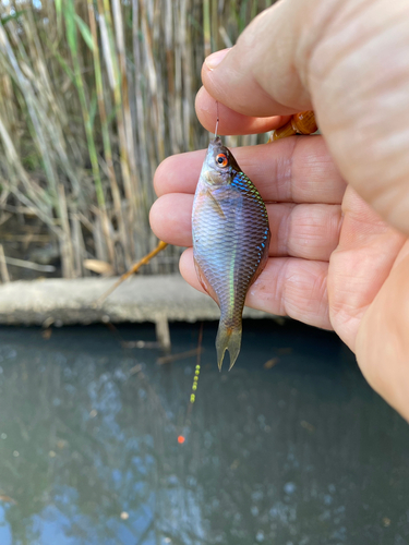 タナゴの釣果