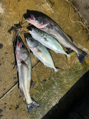 シーバスの釣果