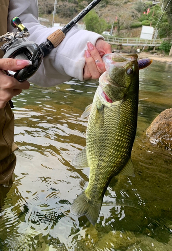 ブラックバスの釣果