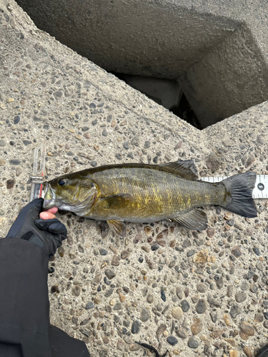 スモールマウスバスの釣果