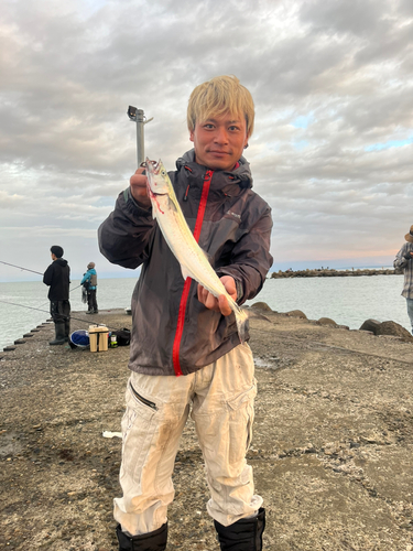 サゴシの釣果