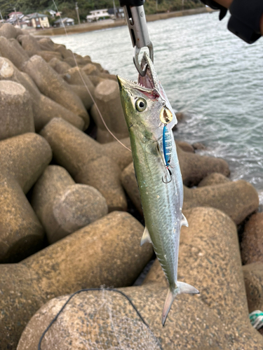 サゴシの釣果