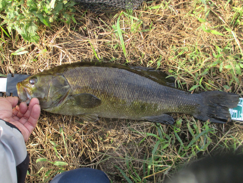 スモールマウスバスの釣果