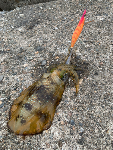 アオリイカの釣果