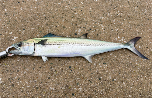 サゴシの釣果