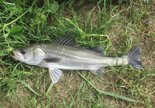 スズキの釣果