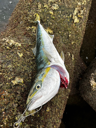 ハマチの釣果