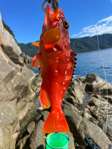 アカハタの釣果