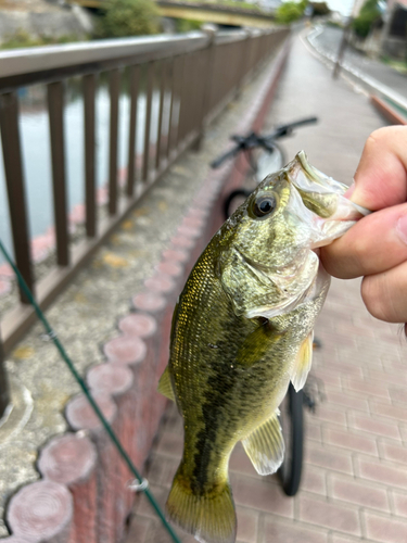 岐阜県南部