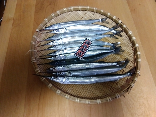 サヨリの釣果