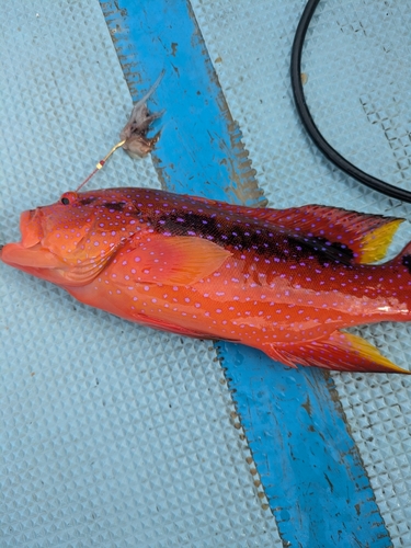 バラハタの釣果