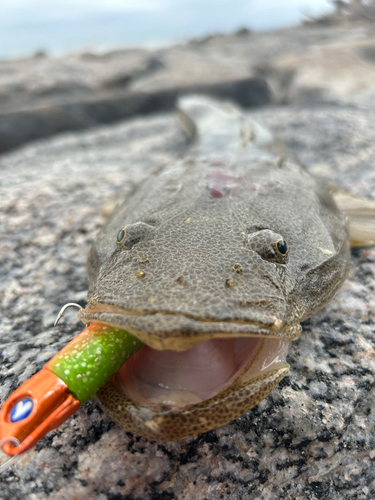 マゴチの釣果