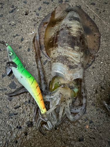 アオリイカの釣果