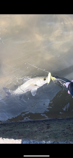 フッコ（マルスズキ）の釣果