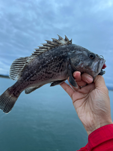 クロソイの釣果