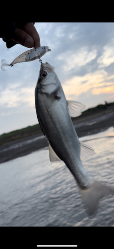 セイゴ（マルスズキ）の釣果